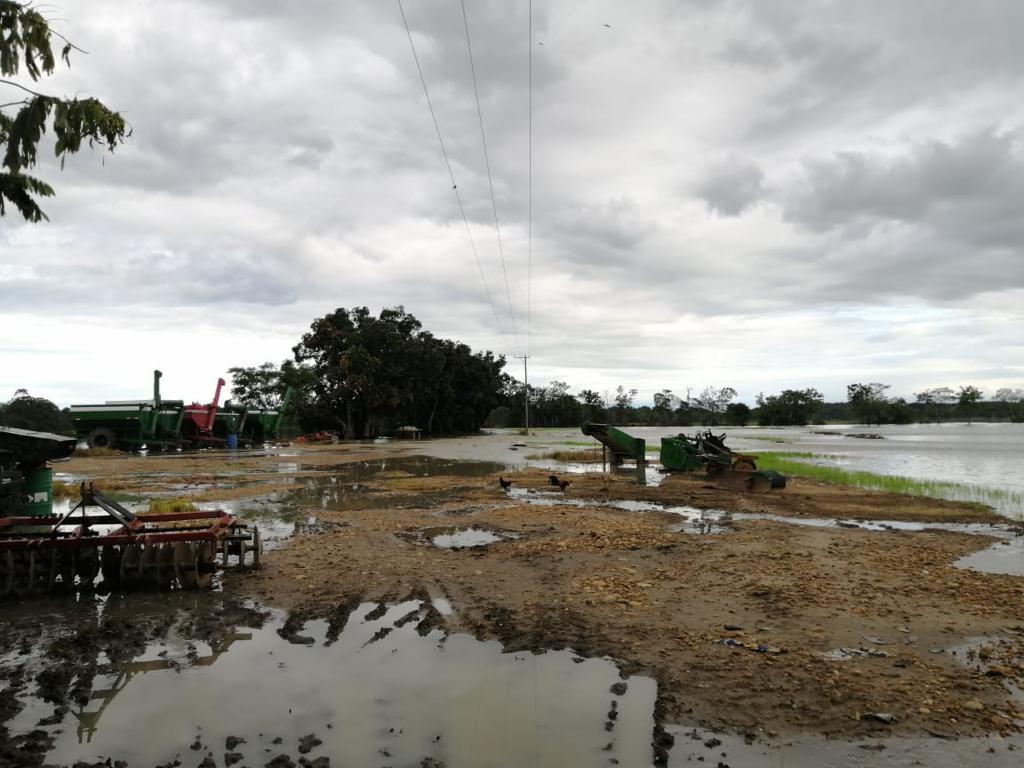 Desbordamientos del Guayuriba afectaron más 15 mil hectáreas de cultivos de arroz